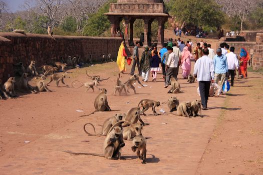 Local people walking around Ranthambore Fort amongst gray langurs, Rajasthan, India