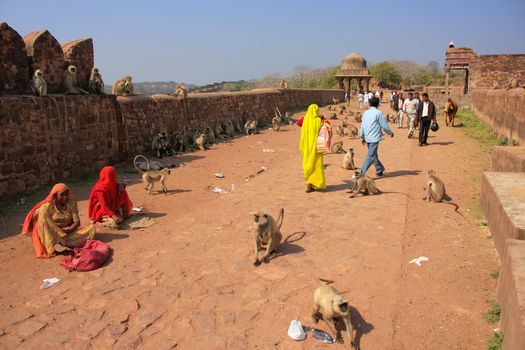 Local people walking around Ranthambore Fort amongst gray langurs, Rajasthan, India