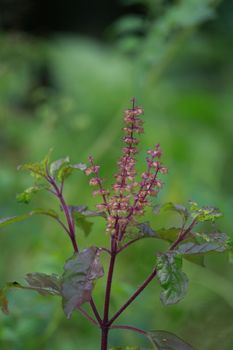 Basil is the vegetabale.Ingredient for cooking.