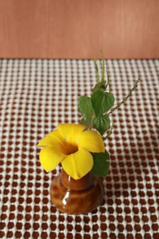The allamanda cathartica is in the small vase to decorate the dinner table.