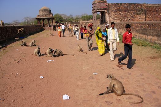 Local people walking around Ranthambore Fort amongst gray langurs, Rajasthan, India