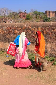 Local people walking around Ranthambore Fort amongst gray langurs, Rajasthan, India