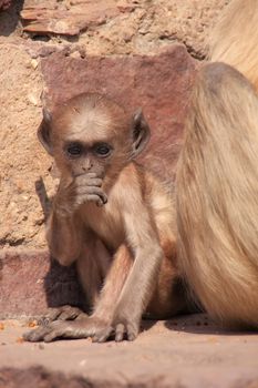 Baby Gray langur (Semnopithecus dussumieri) playing near mother, Ranthambore Fort, Rajasthan, India