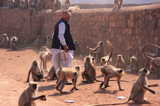 Indian man standing near gray langurs at Ranthambore Fort, Rajasthan, India