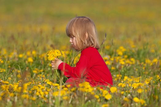 boy with long blond hair picking dandelions in a spring field