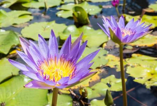 the beautiful purple lotus under the sunshine at the local public Thai temple