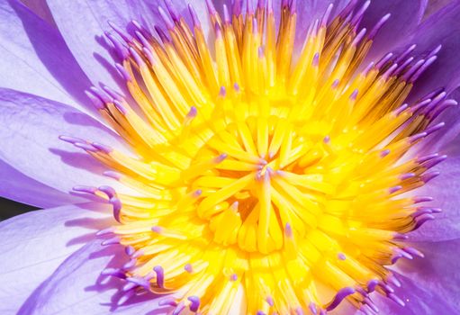 the beautiful purple lotus under the sunshine at the local public Thai temple