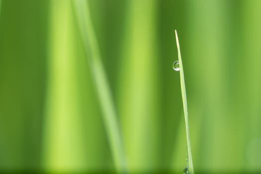 dew drop on a blade of grass in the morning light