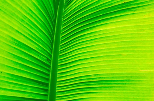 the beautiful closeup of banana leaf texture, green and fresh, in a park