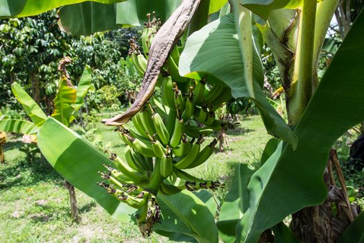 the bunch of green bananas on the banana tree in the farm