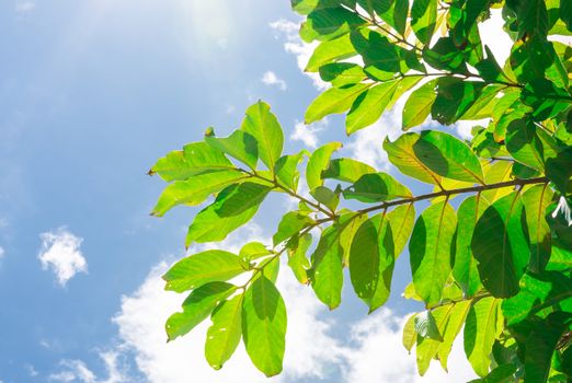 the beautiful green leaves under blue sky and white cloud