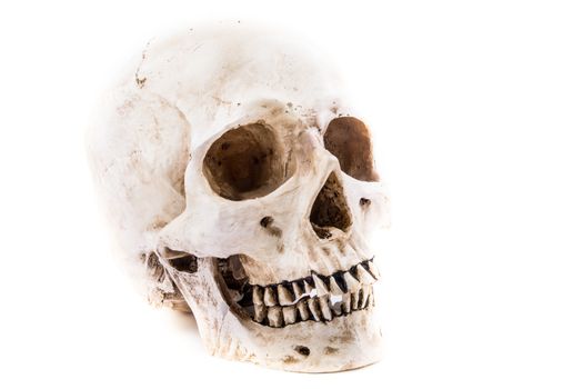 the single skull isolated on white background with loosing tooth