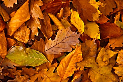 Fallen leaves on the ground