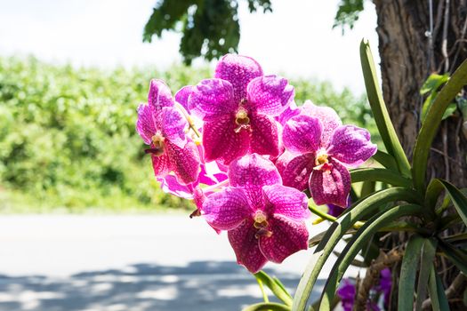 the beautiful pink orchid decorated in clay pot in the garden