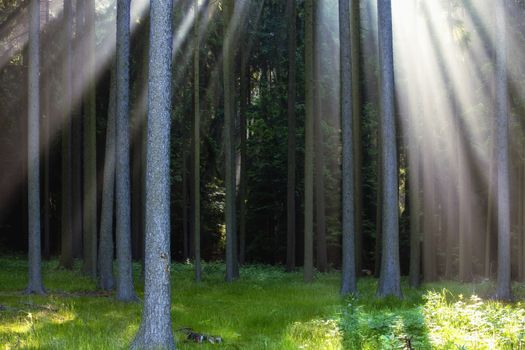 forest scene with sunrays shining through branches