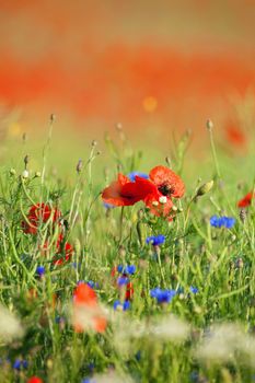 wild flowers - red poppies in a green spring field