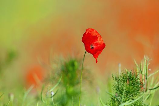 wild flowers - red poppies in a green spring field