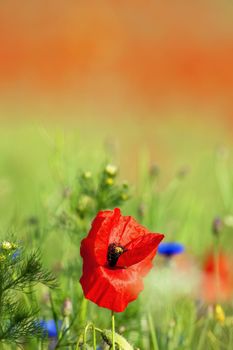 wild flowers - red poppies in a green spring field