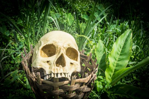 the human skull on the little basket in the bush