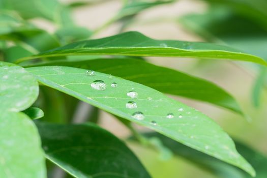 the beautiful water drops on the green leafs in the morning