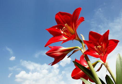 Sunlit big bright red Amaryllis lily flowers shot against a blue sky with scattered clouds
