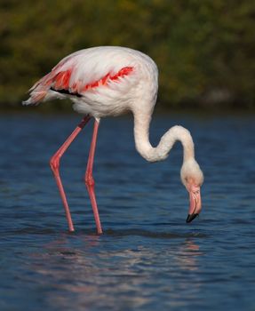 Greater flamingo, phoenicopterus roseus, looking for food in Camargue, France