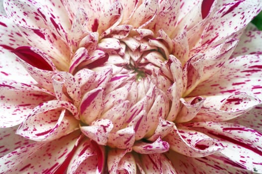 White dahlia with purple spots closeup                               