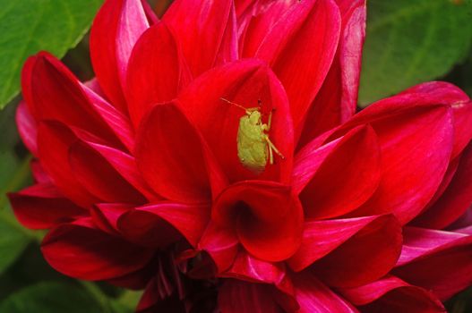 Green bedbug on Crimson dahlia close-up as background                               