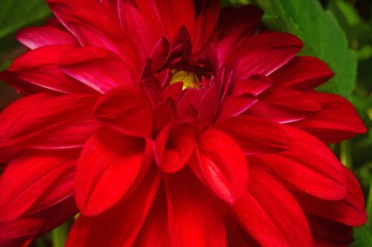 Dark red dahlia close-up as background