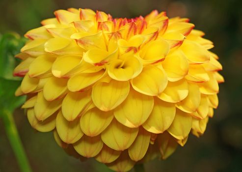 Yellow dahlia in the shape of heart                               