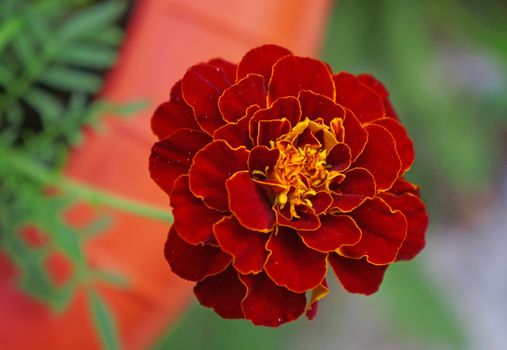  A marigold flower close-up                              