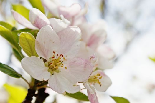 A close up image of peach blossom white flowers, seen during spring time. Ideal for nature and spring time concepts.
