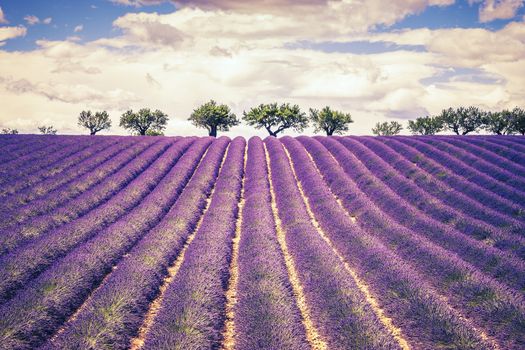 Beautiful Lavender field with cloudy sky, France, Europe