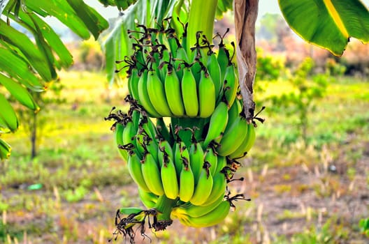a banana bunch
