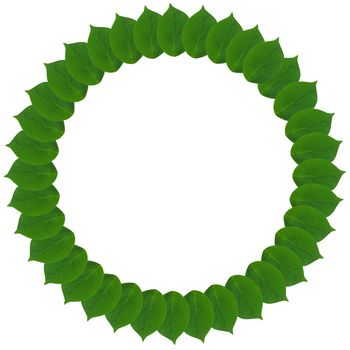 Green circle from leaves isolated on white background