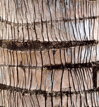 a coconut tree texture