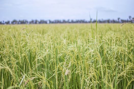 a rice field