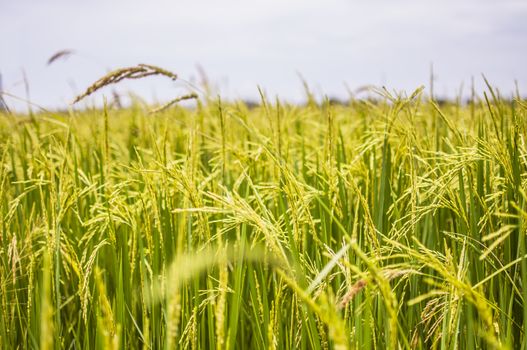 a rice field