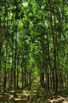 a rubber plantation