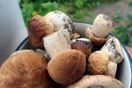 many beautiful fresh and different mushrooms in the heap