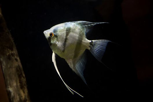 a Fish in aquarium