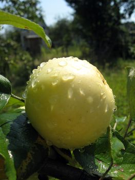 very tasty and ripe apple hanging on the tree