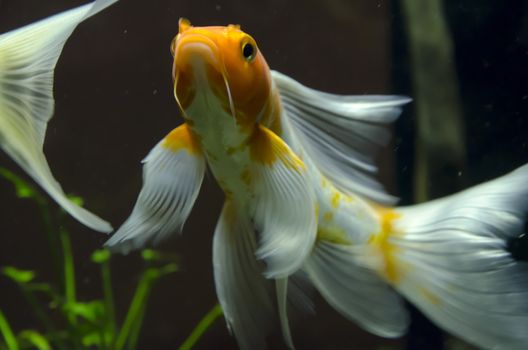 a Fish in aquarium