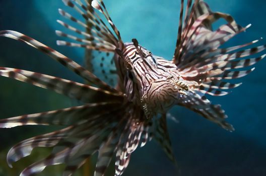 a lion fish