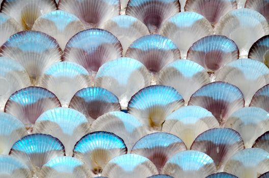 Sea shell wall