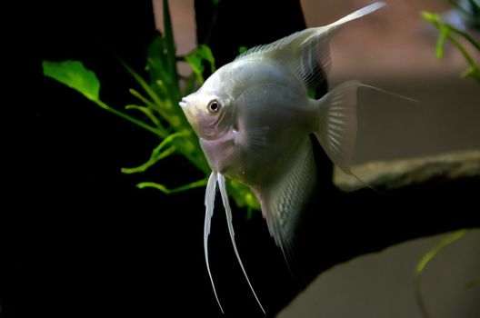 a Fish in aquarium