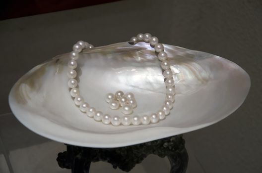 a sea shell and pearl