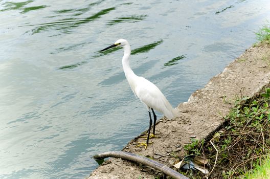 a white Heron bird