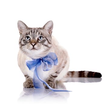 Striped blue-eyed cat with a blue tape. Cat with a bow. Portrait of a striped blue-eyed cat. Striped cat. Striped not purebred kitten. Small predator. Small cat.