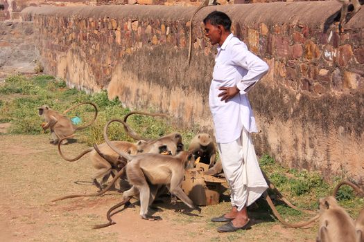 Indian man standing near gray langurs at Ranthambore Fort, Rajasthan, India